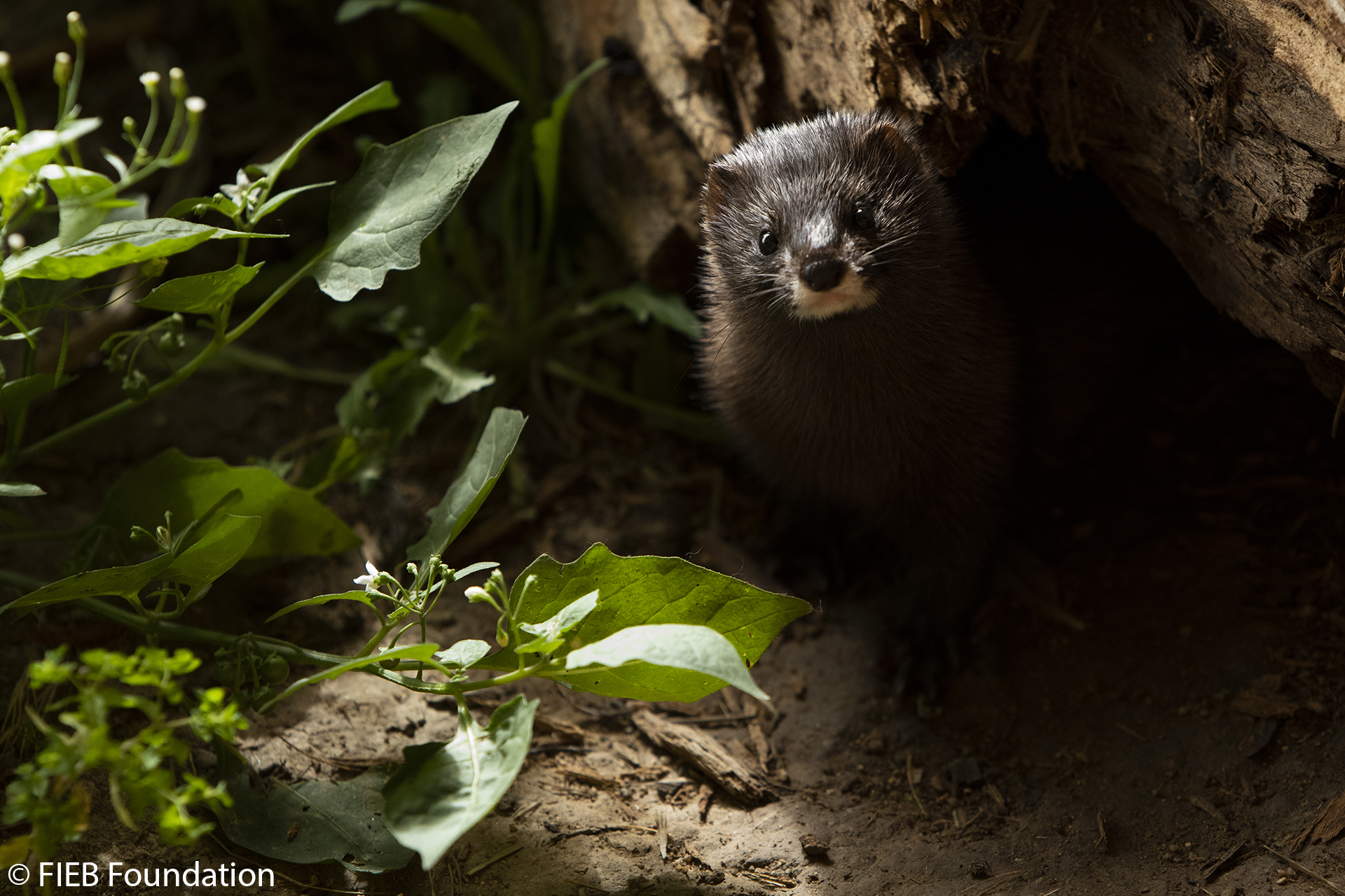 Visón europeo Okamika