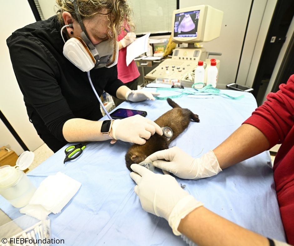 chequeo veterinario visón europeo