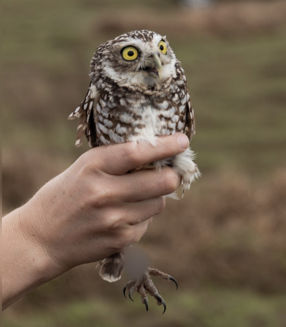 Captura de pantalla 2026-03-19 a las 11.23.13